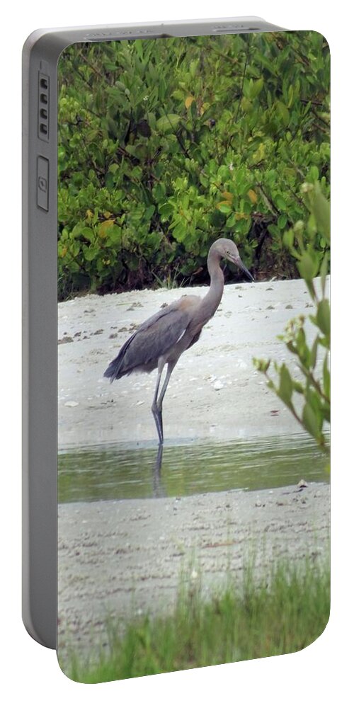 Birds Portable Battery Charger featuring the photograph Little Blue Heron by Karen Stansberry