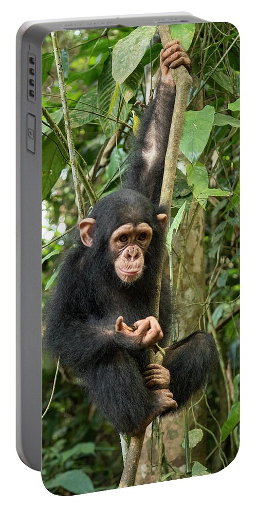 Gerry Ellis Portable Battery Charger featuring the photograph Little Larry Climbing In Forest by Gerry Ellis