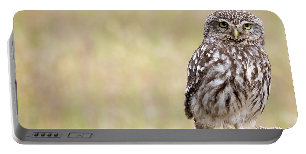 Little Owl Portable Battery Charger featuring the photograph Little owl by Hernan Bua