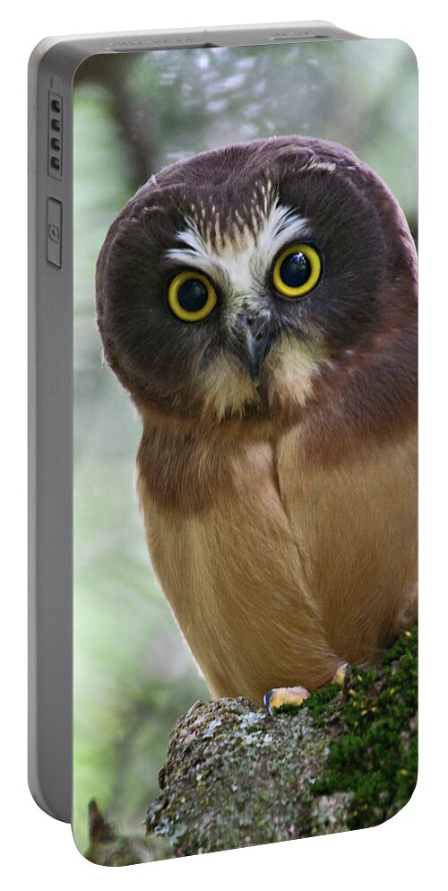 Birds Portable Battery Charger featuring the photograph Little Owl by Wesley Aston