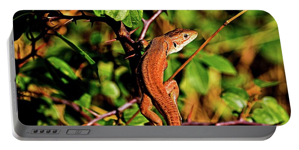 Lizard Portable Battery Charger featuring the photograph Lizard in the forest by Martin Smith