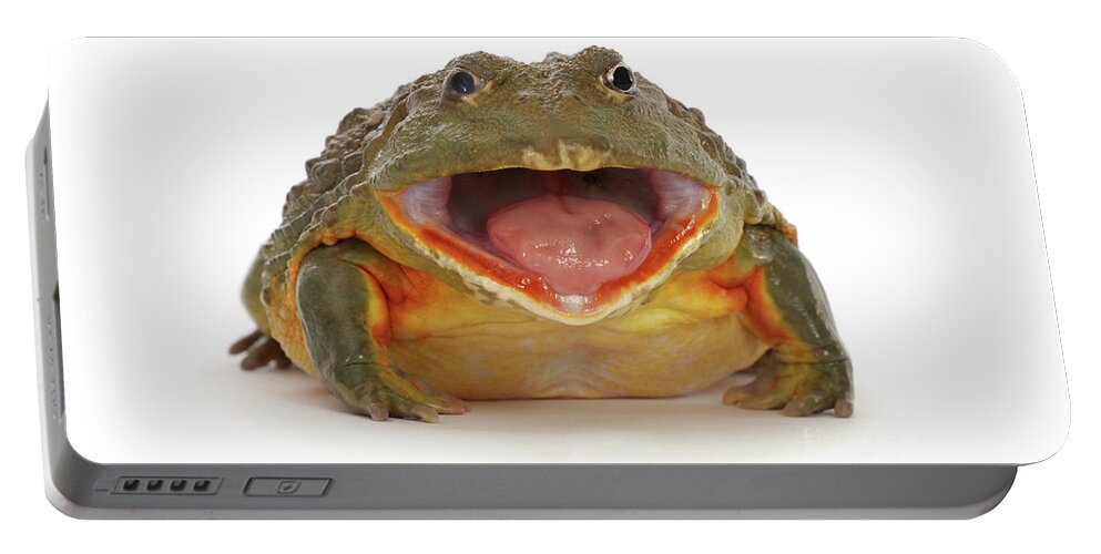 African Bullfrog Portable Battery Charger featuring the photograph Load of Bull-frog by Warren Photographic