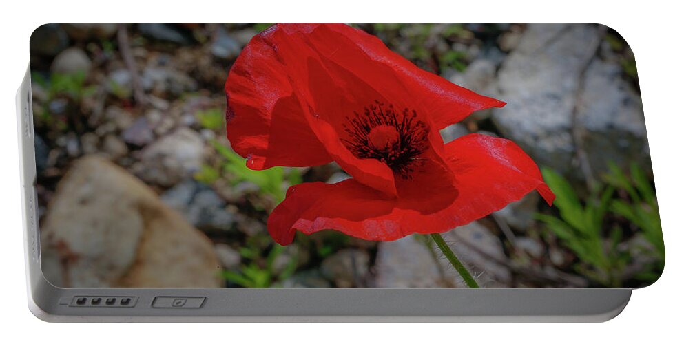 Flower Portable Battery Charger featuring the photograph Lone Red Flower by Lora J Wilson