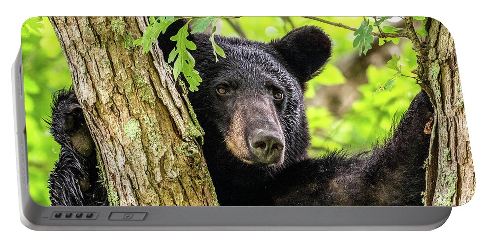 Yearling Portable Battery Charger featuring the photograph Lonely Boy by Marcy Wielfaert