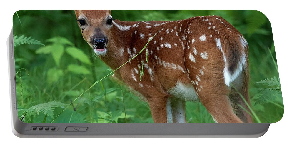 Animal Portable Battery Charger featuring the photograph Long Legged Fawn by Paul Freidlund