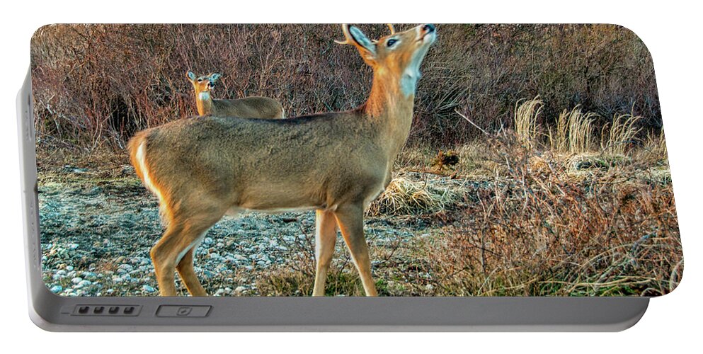 Deer Portable Battery Charger featuring the photograph Look Up by Cathy Kovarik