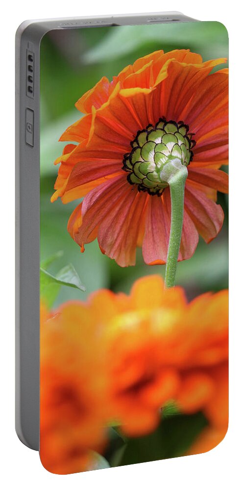 Zinnia Portable Battery Charger featuring the photograph Looking From Behind by Mary Anne Delgado