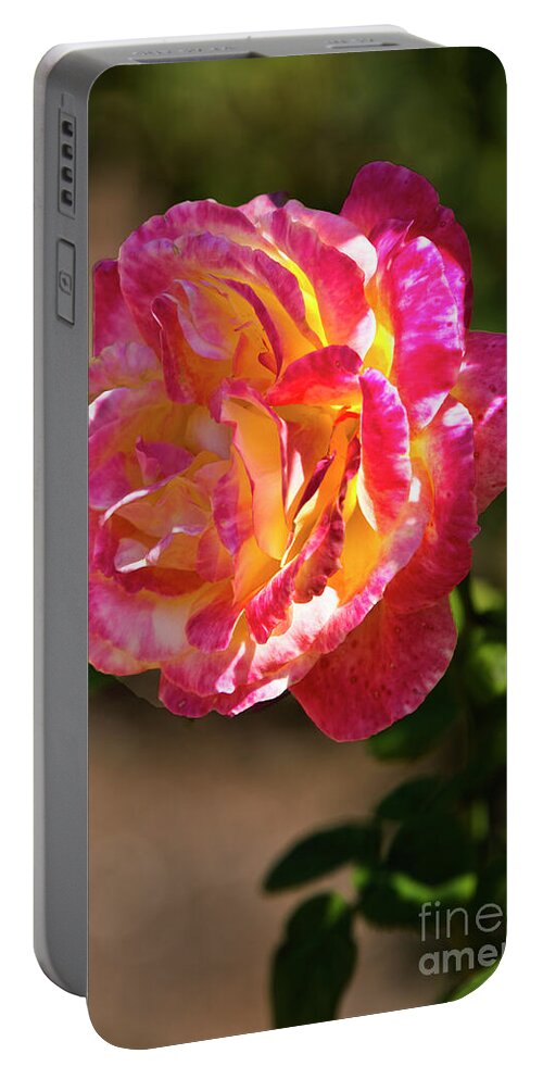 Rose Portable Battery Charger featuring the photograph Luminosity by Kathy McClure