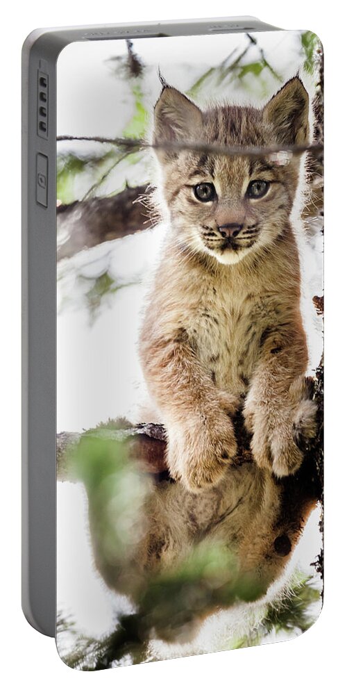 Lynx Portable Battery Charger featuring the photograph Lynx Kitten in Tree by Tim Newton