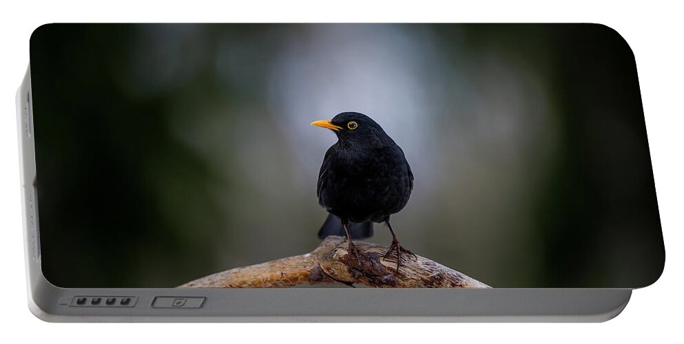 Blackbird Portable Battery Charger featuring the photograph Male blackbird perching on an old pine branch by Torbjorn Swenelius