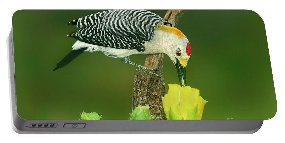 Dave Welling Portable Battery Charger featuring the photograph Male Golden-fronted Woodpecker Feeding Texas by Dave Welling