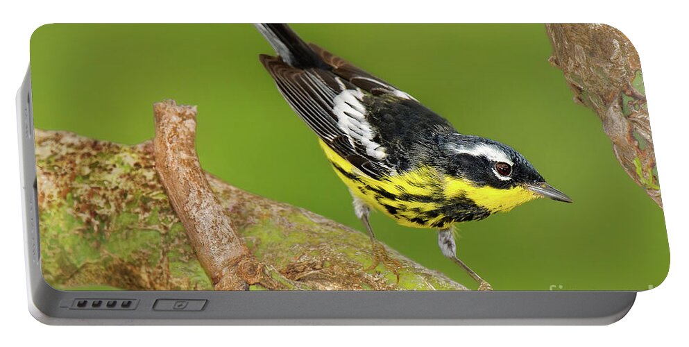 Dave Welling Portable Battery Charger featuring the photograph Male Magnolia Warbler Setophaga Magnolia Wild Texas by Dave Welling