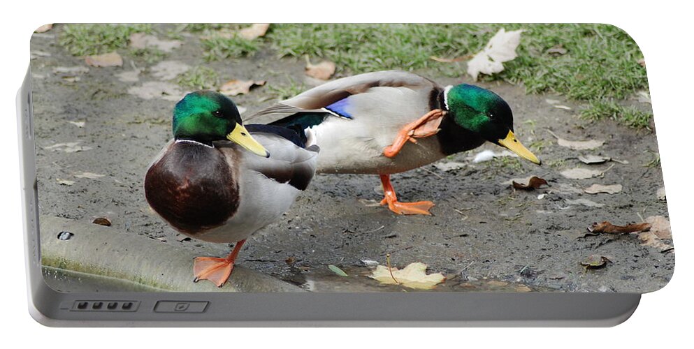 Ducks Portable Battery Charger featuring the photograph Mallard Ducks In Play by Ee Photography