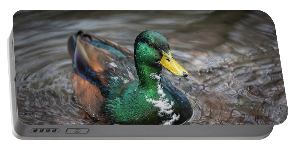 Mallard Portable Battery Charger featuring the photograph Mallard In Winter by Eva Lechner