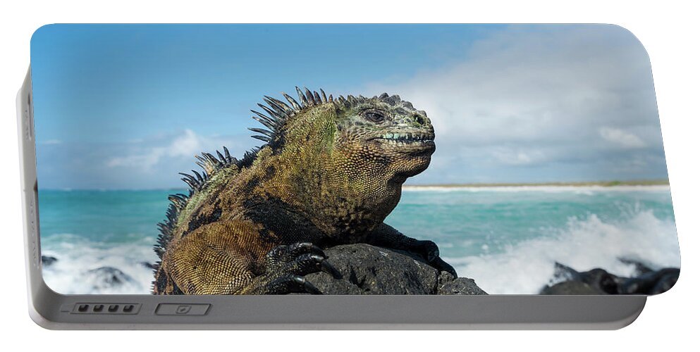 Animals Portable Battery Charger featuring the photograph Marine Iguana On Coastal Lava Rocks by Tui De Roy
