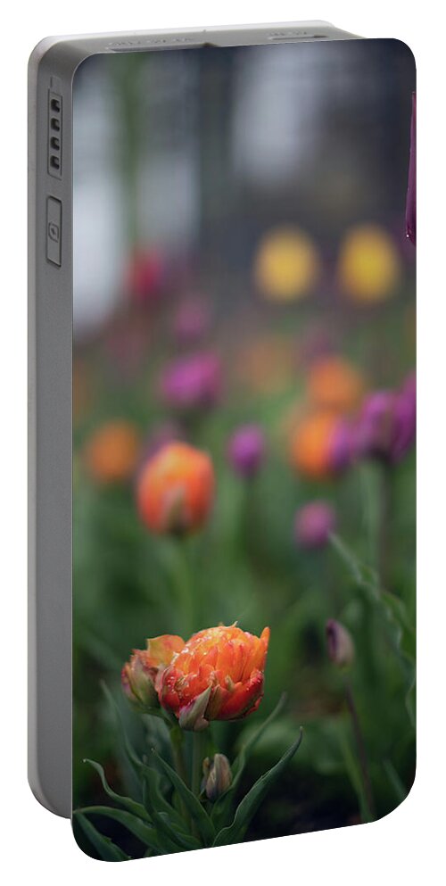 Botany Botanic Botanical Garden Flower Flowers Mist Misty Rain Outside Outdoors Budding Tulips Brian Hale Brianhalephoto New England Newengland Usa U.s.a. Ma Mass Massachusetts Moody Portable Battery Charger featuring the photograph May Showers by Brian Hale