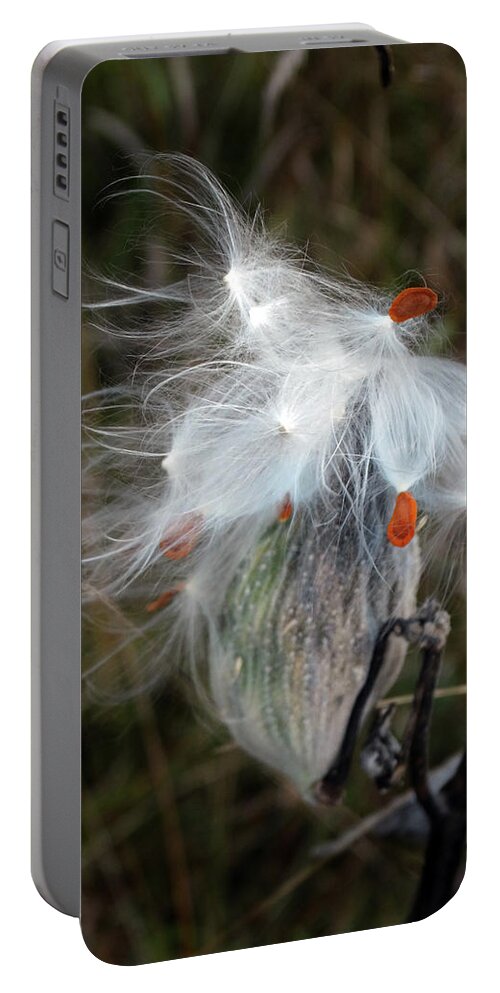 Milkweed Pods Portable Battery Charger featuring the photograph Milkweed Pod Art by David T Wilkinson