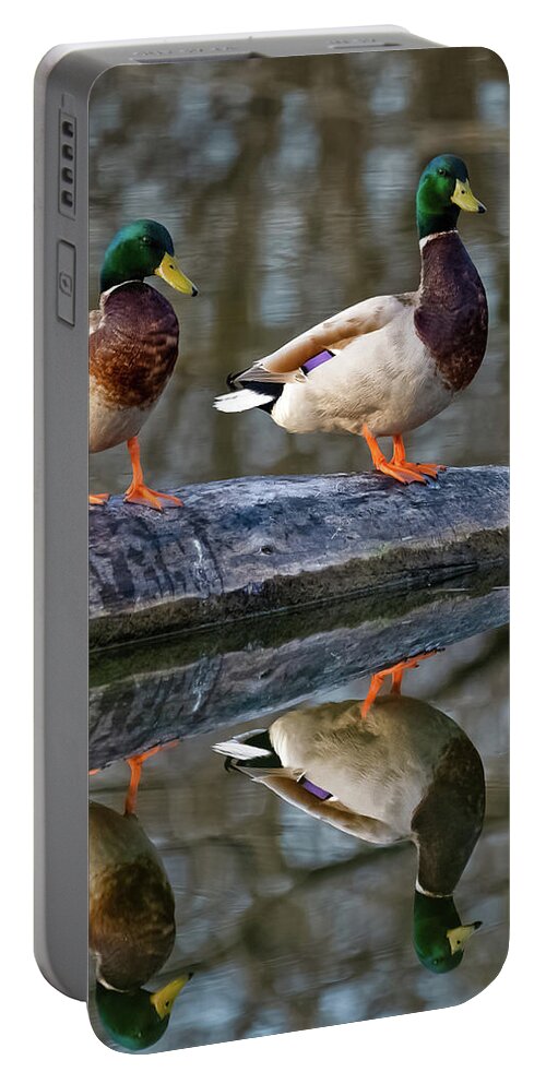 Mallard Portable Battery Charger featuring the photograph Mirror Mirror by Brad Bellisle
