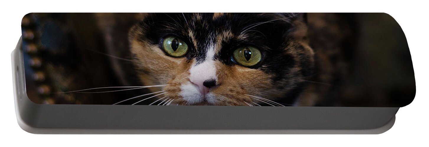 Calico Cat Portable Battery Charger featuring the photograph Mischa by Irina ArchAngelSkaya