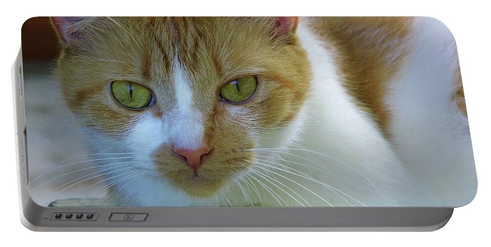 Cat Portable Battery Charger featuring the photograph Miss Kitty by D Hackett