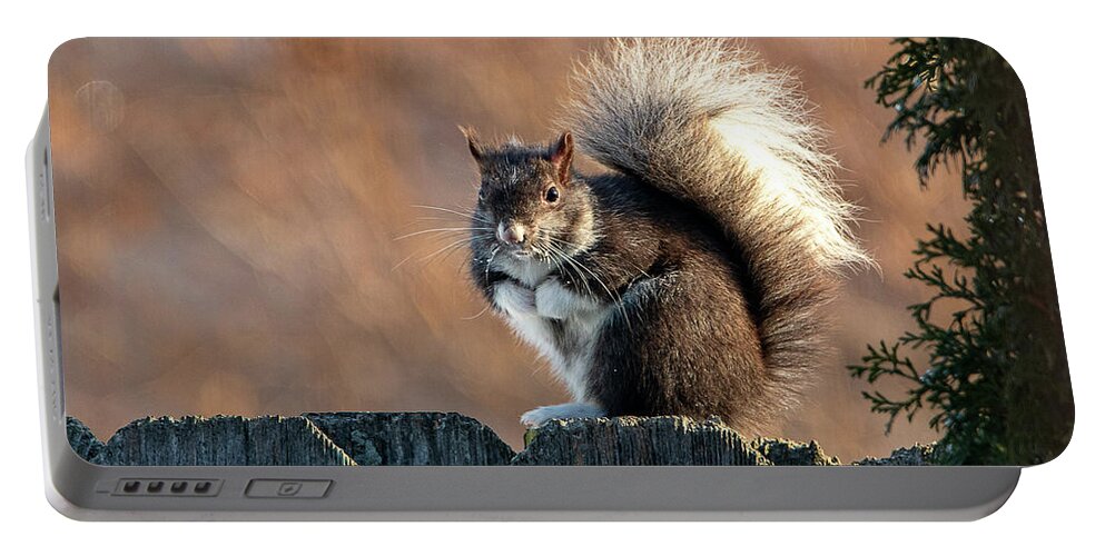 Squirrel Portable Battery Charger featuring the photograph Mittens the Squirrel by Sandra J's