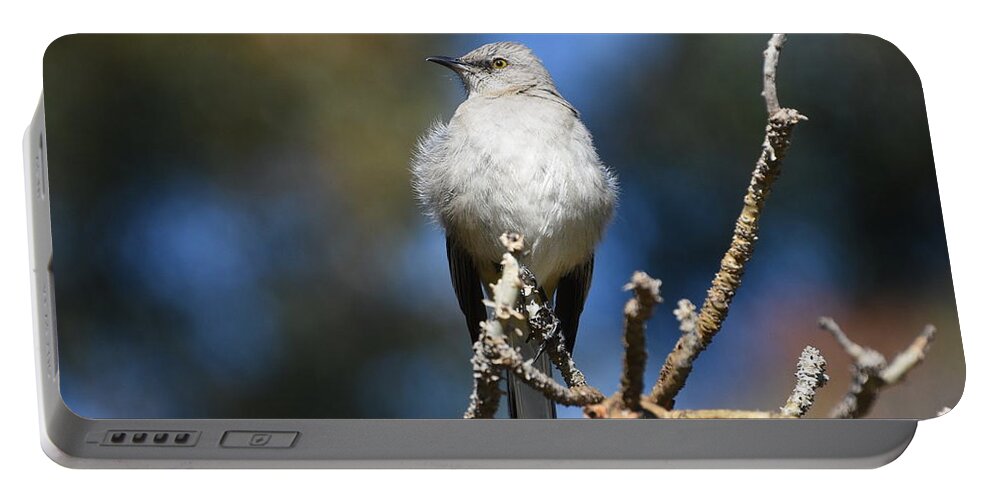 Northern Mockingbird Portable Battery Charger featuring the photograph Mockingbird Puff by Fraida Gutovich