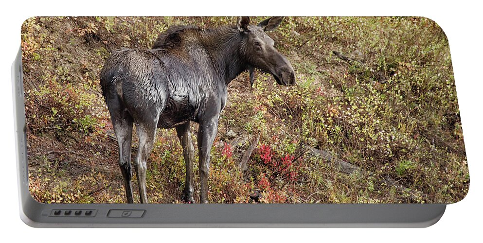 Moose Portable Battery Charger featuring the photograph Moose a drippin by Debra Baldwin