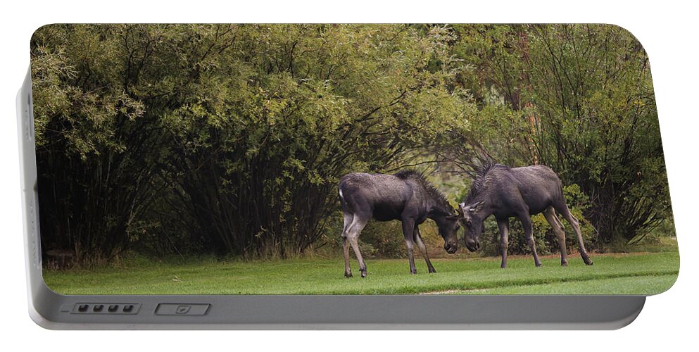 Young Moose At Play Portable Battery Charger featuring the photograph Moose at play by Julieta Belmont