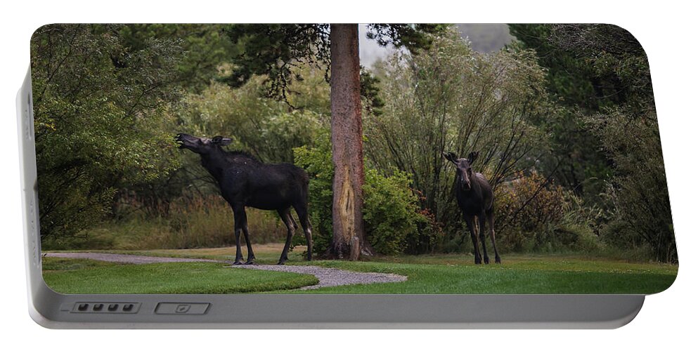 Moose Eating Portable Battery Charger featuring the photograph Moose in my back yard by Julieta Belmont