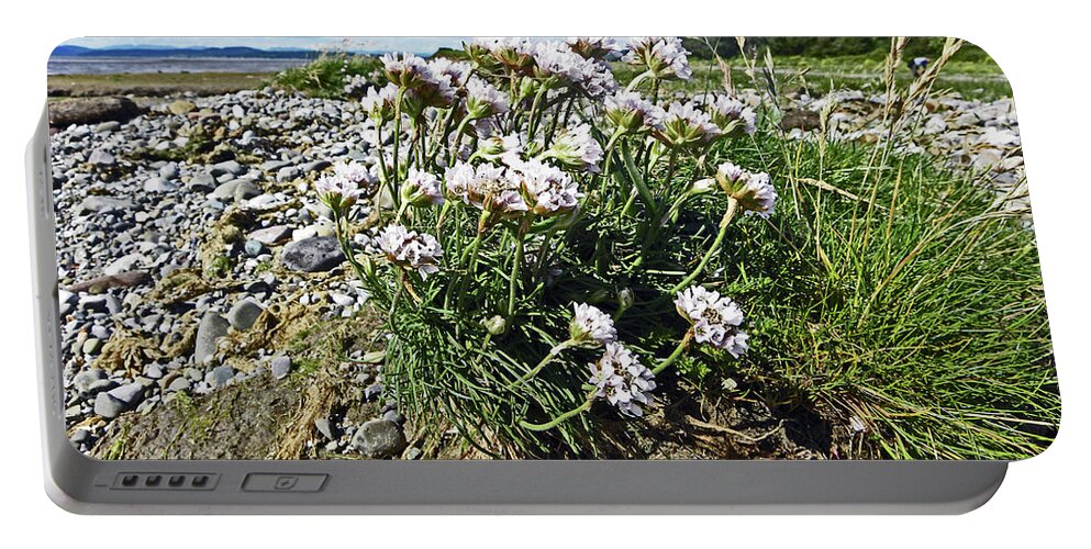 Morecambe Portable Battery Charger featuring the photograph MORECAMBE. Hest Bank. Sea Thrift. by Lachlan Main