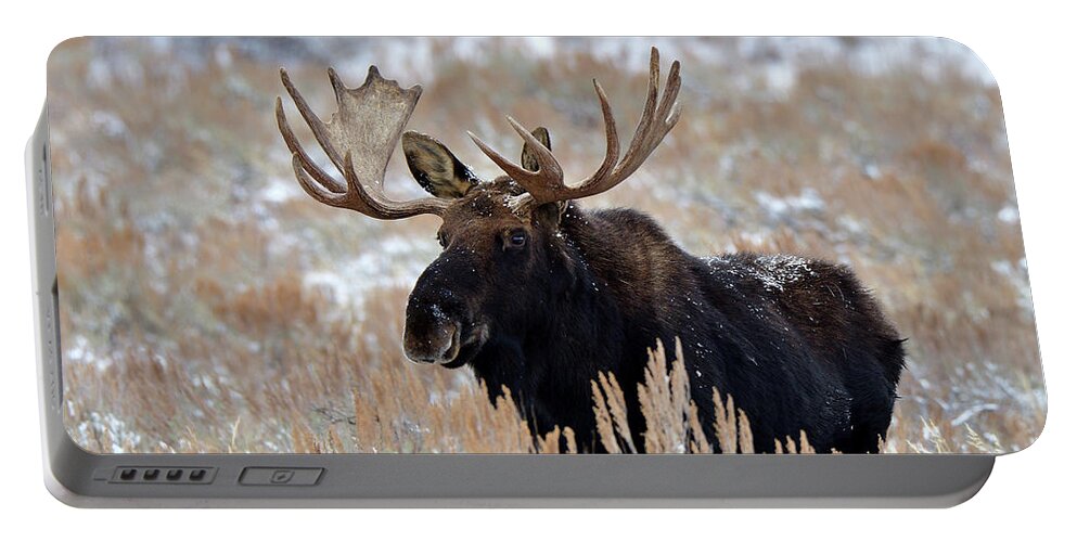 Moose Portable Battery Charger featuring the photograph Morning Moose by Michael Morse