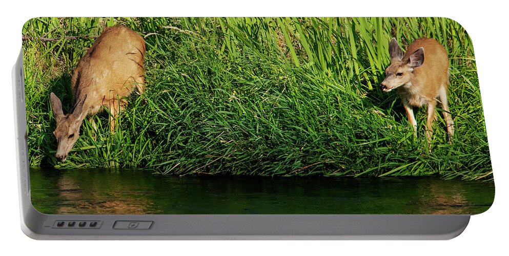 Deer Portable Battery Charger featuring the photograph Morning Reflections by Michael Dawson