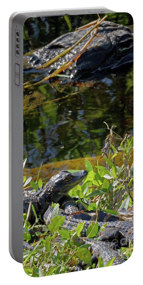 Alligator Portable Battery Charger featuring the photograph Mother Watches by Natural Focal Point Photography
