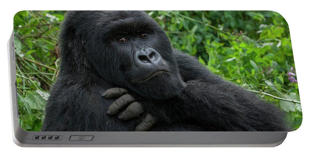 Jeff Foott Portable Battery Charger featuring the photograph Mountain Gorilla Silverback by Jeff Foott