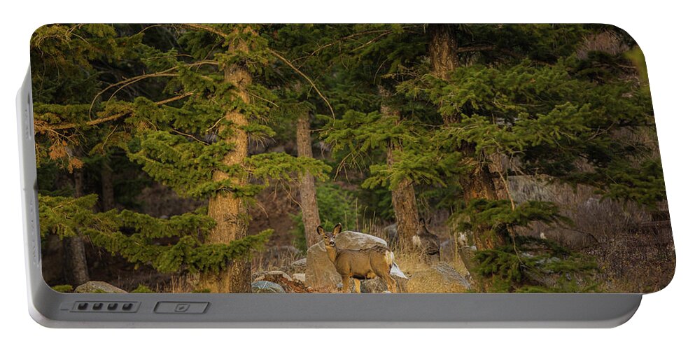 Mule Deer Portable Battery Charger featuring the photograph Mule deer, Freemont Lake, Wyoming by Julieta Belmont