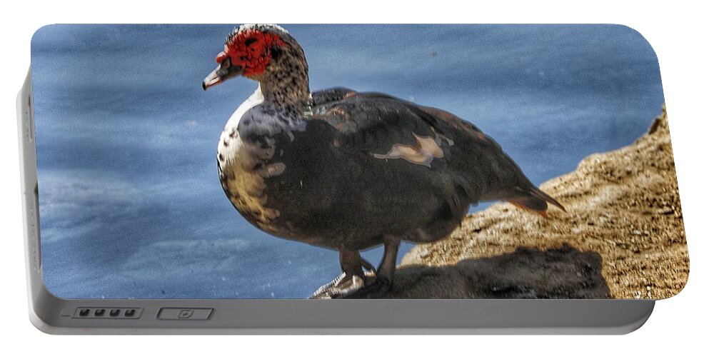 Birds Portable Battery Charger featuring the photograph Muscovy Duck #1 by Ross Kestin