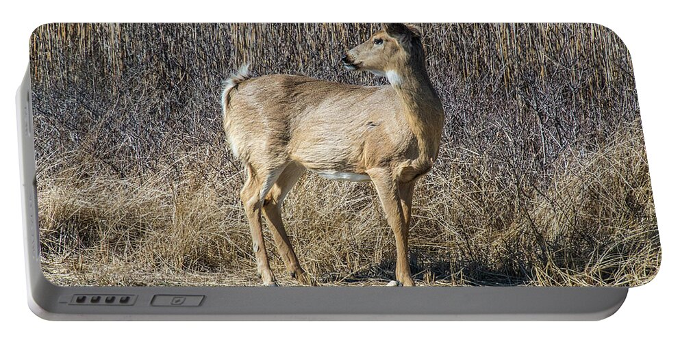 Deer Portable Battery Charger featuring the photograph My Better Side by Cathy Kovarik