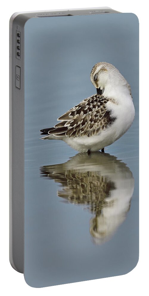Sanderling Portable Battery Charger featuring the photograph Neat and Tidy by Tony Beck