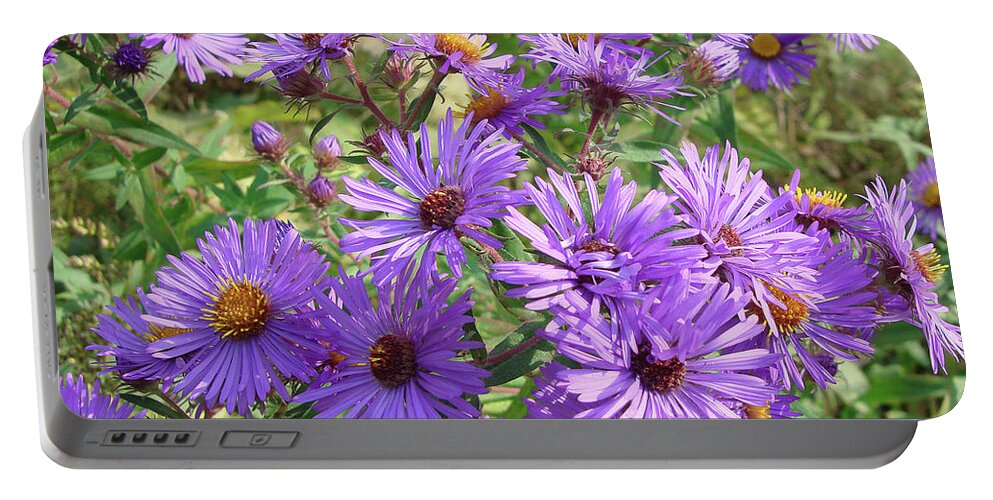 New England Aster Portable Battery Charger featuring the photograph New England Aster 14 by Amy E Fraser