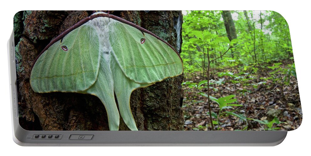 Disk1250 Portable Battery Charger featuring the photograph Newly Emerged Luna Moth by James Christensen