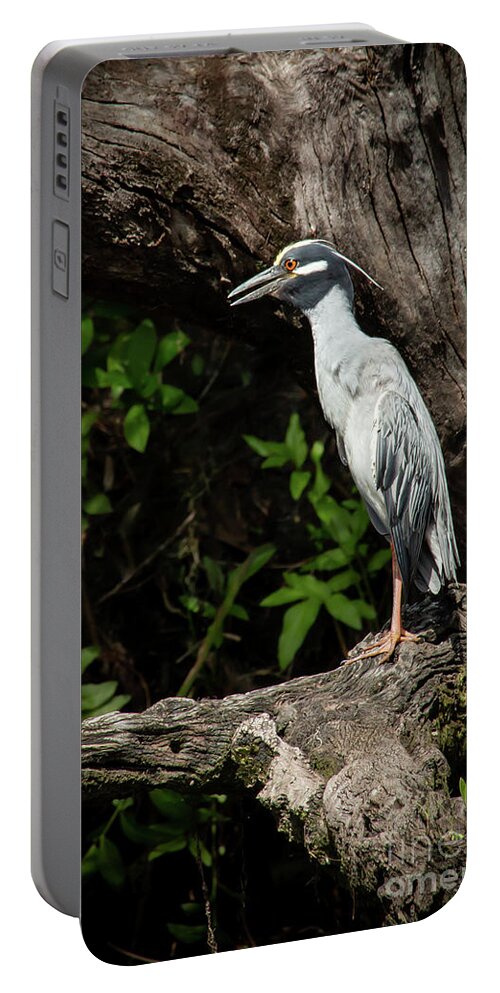 Bird Portable Battery Charger featuring the photograph Yellow Crowned Night Heron Lookout by Sabrina L Ryan