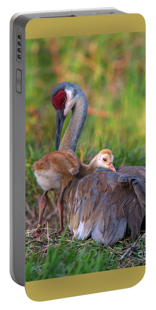 Sand Hill Crane Portable Battery Charger featuring the photograph Night Night Time by Jane Axman