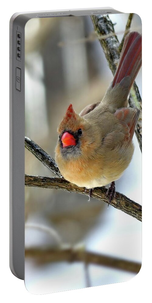 Northern Cardinal Portable Battery Charger featuring the photograph Northern Cardinal Female In Winter by Lyuba Filatova