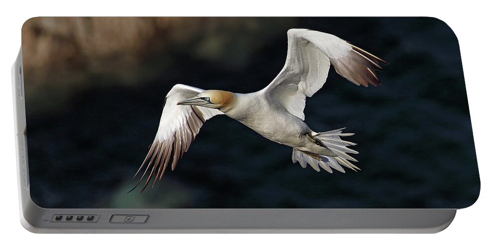 Gannet Portable Battery Charger featuring the photograph Northern Gannet in flight by Grant Glendinning