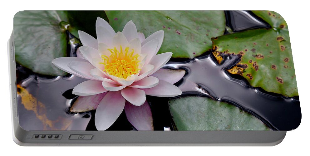 Water Portable Battery Charger featuring the photograph Nz Waterlily by American School
