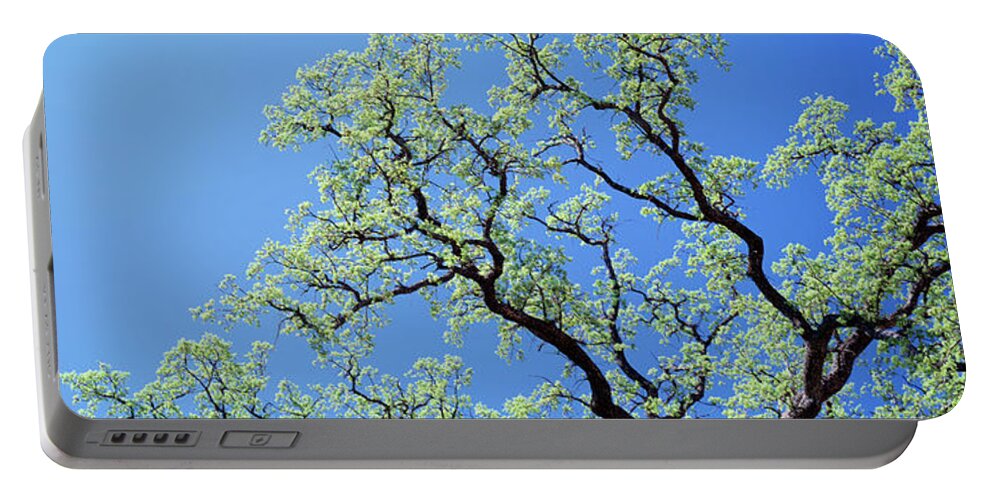 Photography Portable Battery Charger featuring the photograph Oak Tree, California, Usa by Panoramic Images