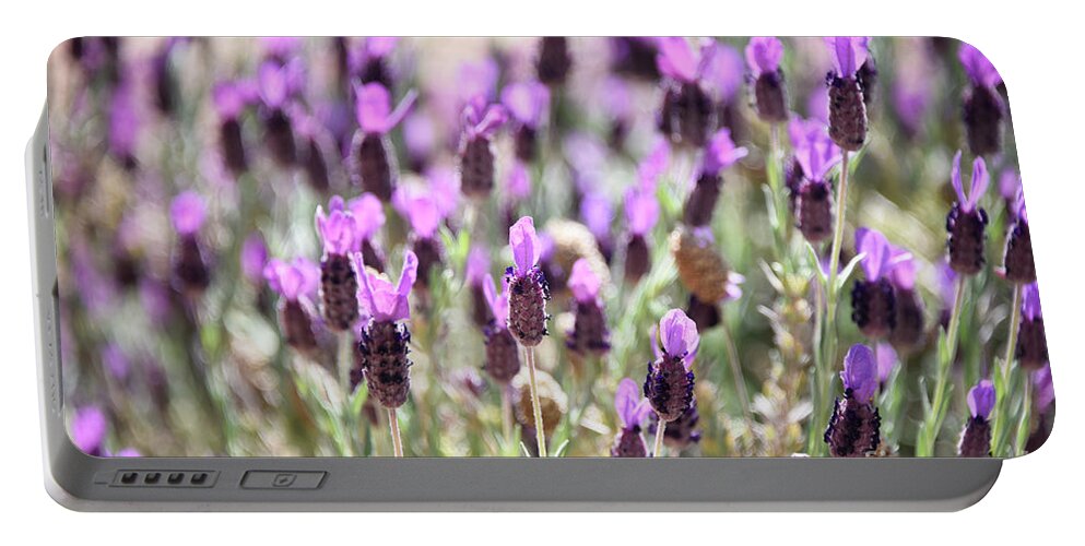 Lavender Portable Battery Charger featuring the photograph Of Lavender and Light by Lisa Argyropoulos