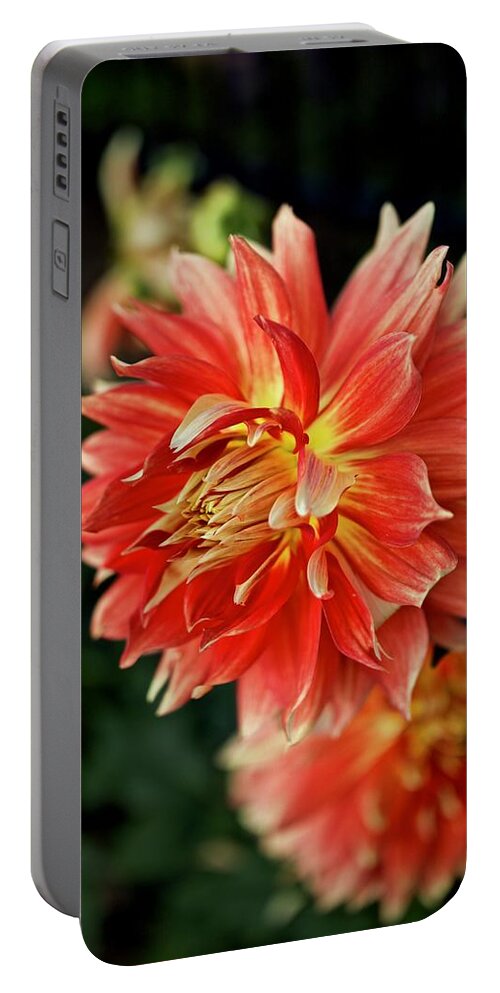 Dahlia Portable Battery Charger featuring the photograph OMG Dahlia by Todd Kreuter