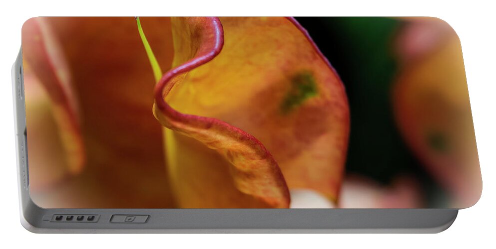 Flowers Portable Battery Charger featuring the photograph Orange Croton by Silvia Marcoschamer