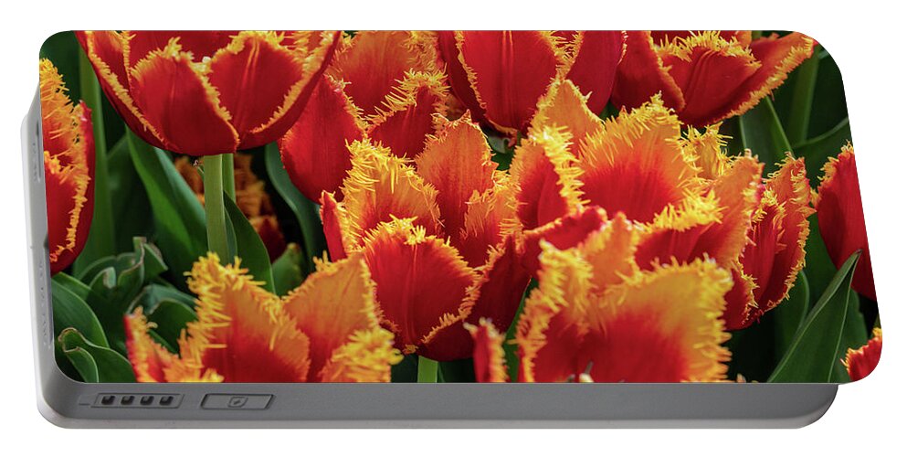 Flowers Portable Battery Charger featuring the photograph Orange Fringe Tulips by Louis Dallara